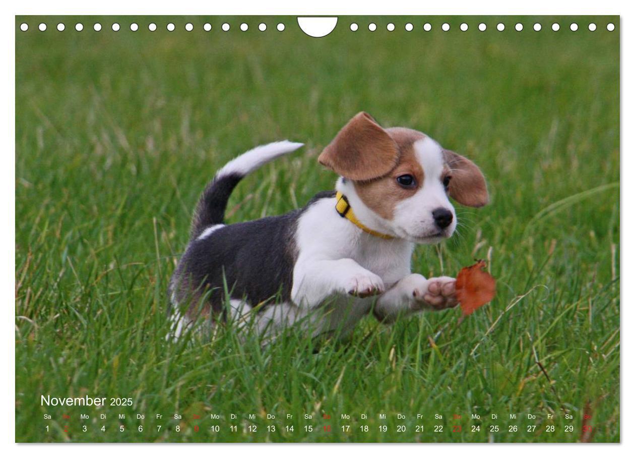 Bild: 9783435746859 | Beagle (Wandkalender 2025 DIN A4 quer), CALVENDO Monatskalender | Berg