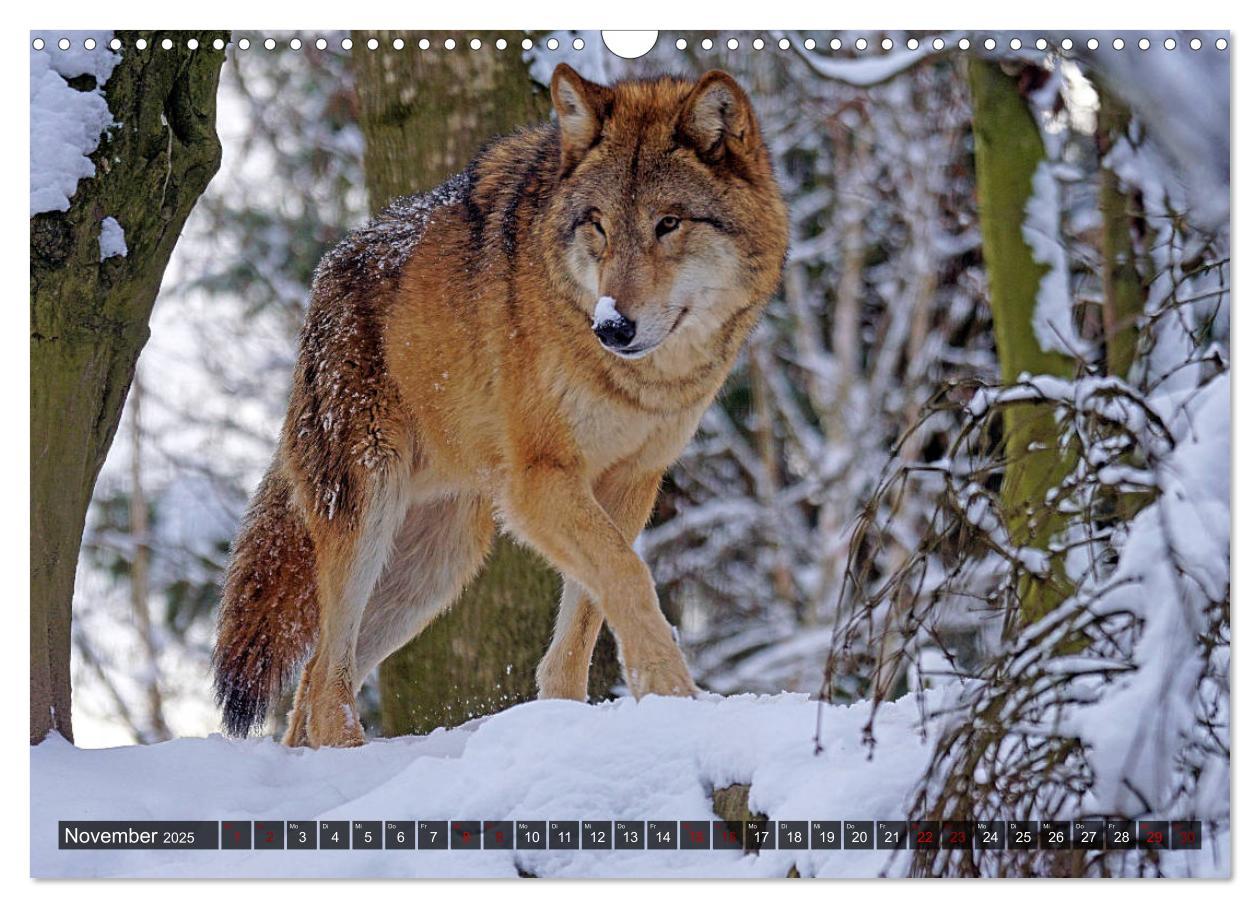 Bild: 9783435263714 | Begegnung mit dem Wolf (Wandkalender 2025 DIN A3 quer), CALVENDO...