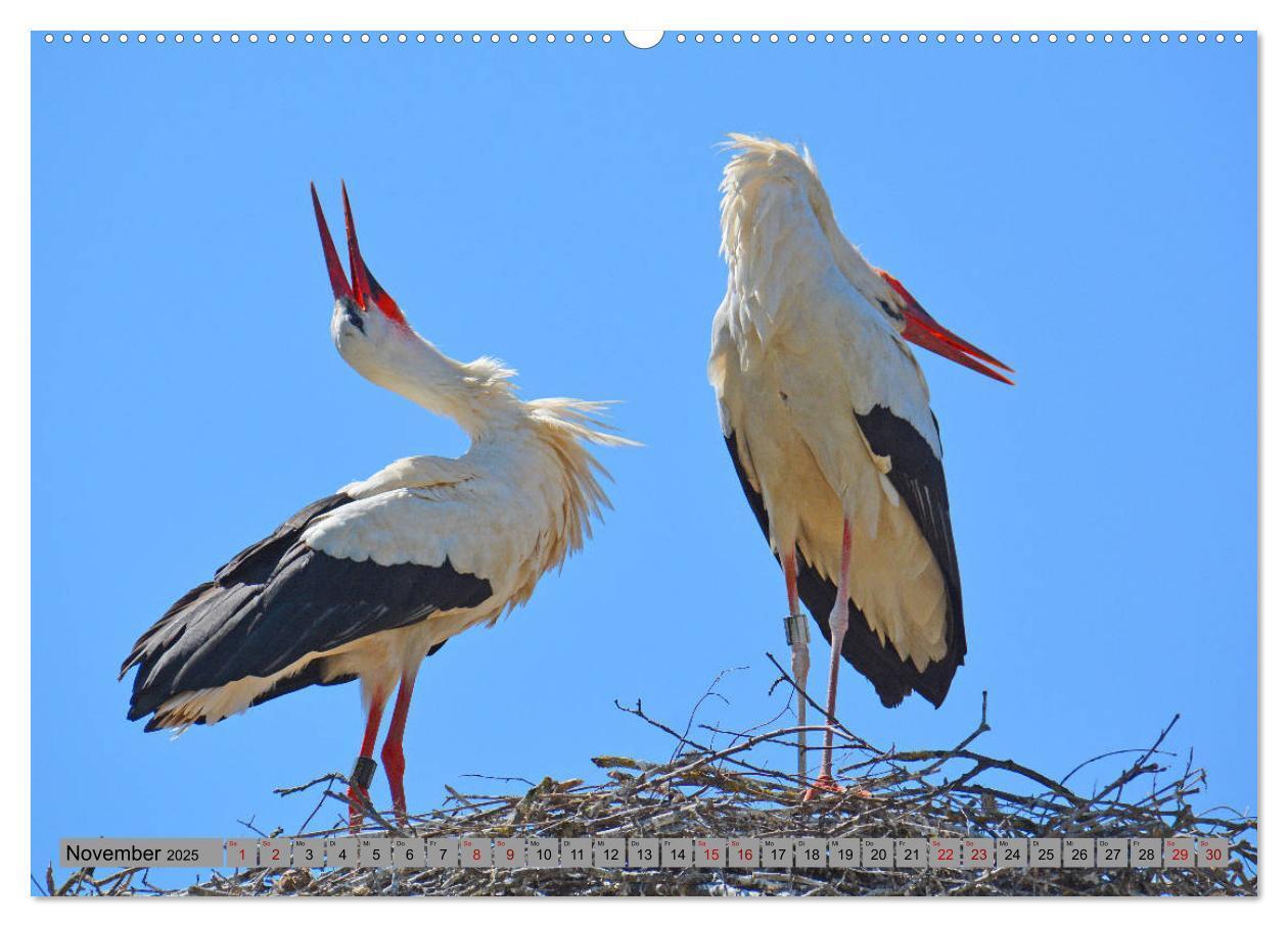 Bild: 9783435144945 | Zu Gast bei Familie Storch (Wandkalender 2025 DIN A2 quer),...