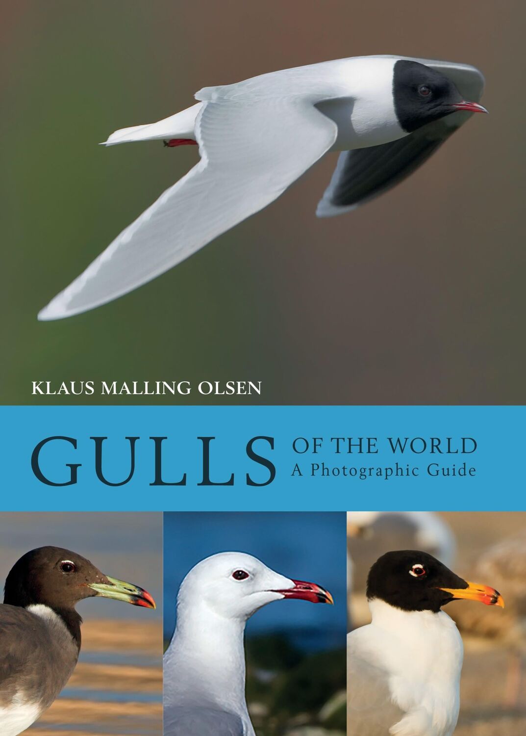 Cover: 9781408181645 | Gulls of the World | A Photographic Guide | Klaus Malling Olsen | Buch