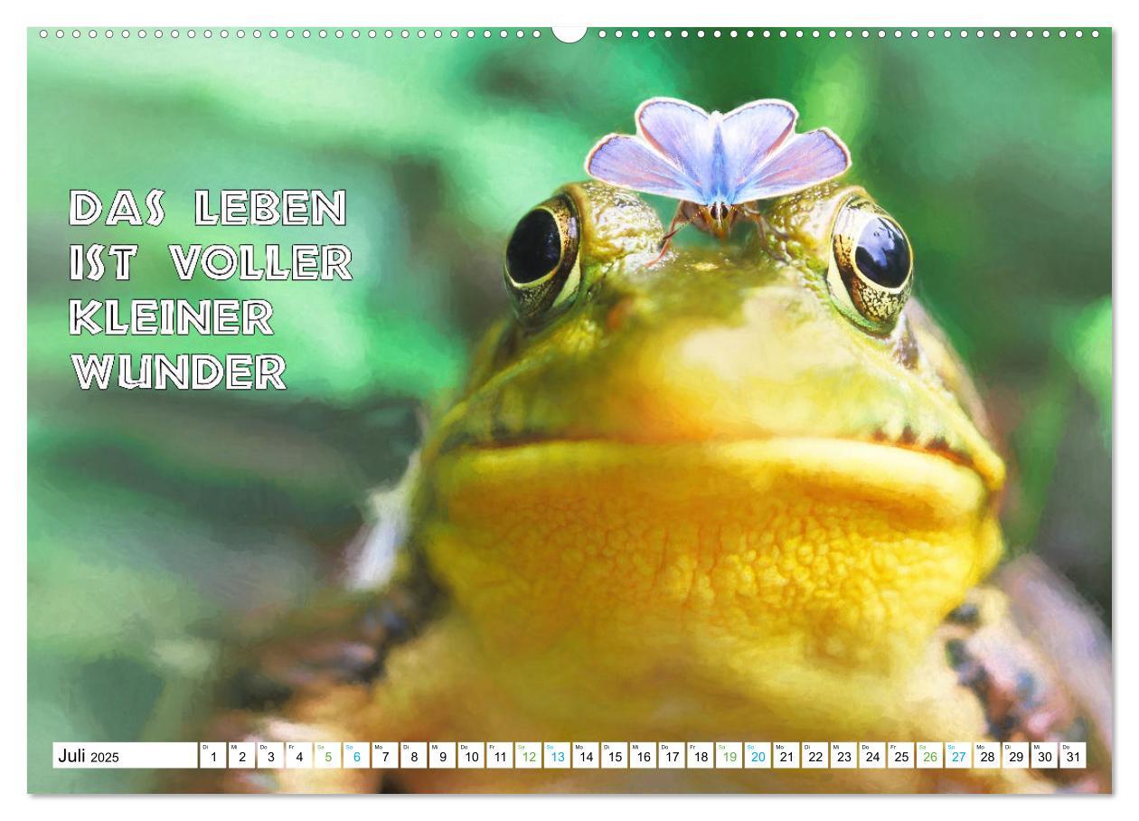 Bild: 9783383915772 | Frosch quakt Sprüche (Wandkalender 2025 DIN A2 quer), CALVENDO...