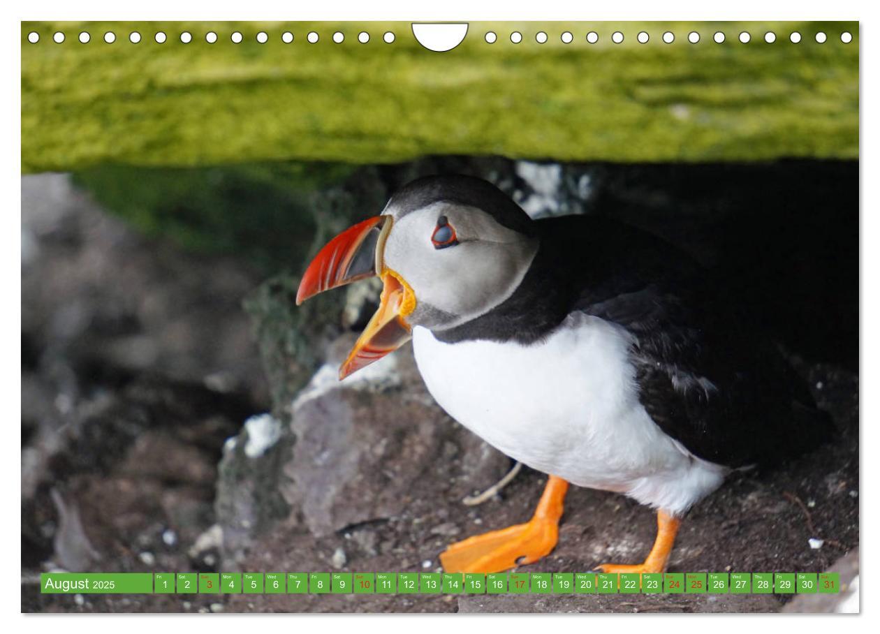 Bild: 9781325944064 | Puffins - small birds very big (Wall Calendar 2025 DIN A4...