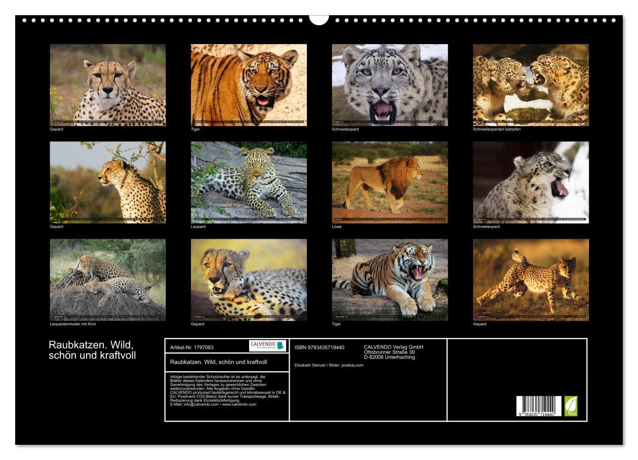 Bild: 9783435719440 | Raubkatzen. Wild, schön und kraftvoll (Wandkalender 2025 DIN A2...