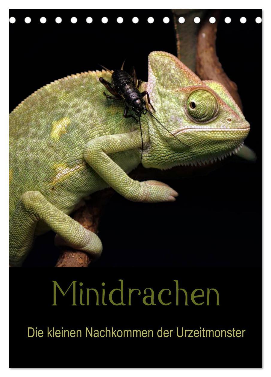 Cover: 9783457031162 | Minidrachen - Die kleinen Nachkommen der Urzeitmonster...