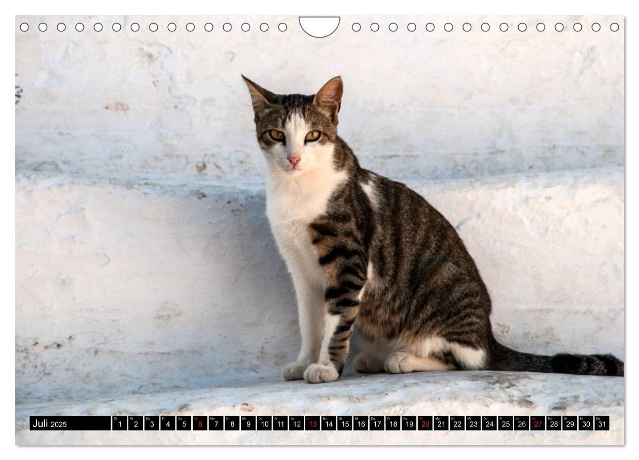 Bild: 9783435759712 | Griechische Katzen (Wandkalender 2025 DIN A4 quer), CALVENDO...