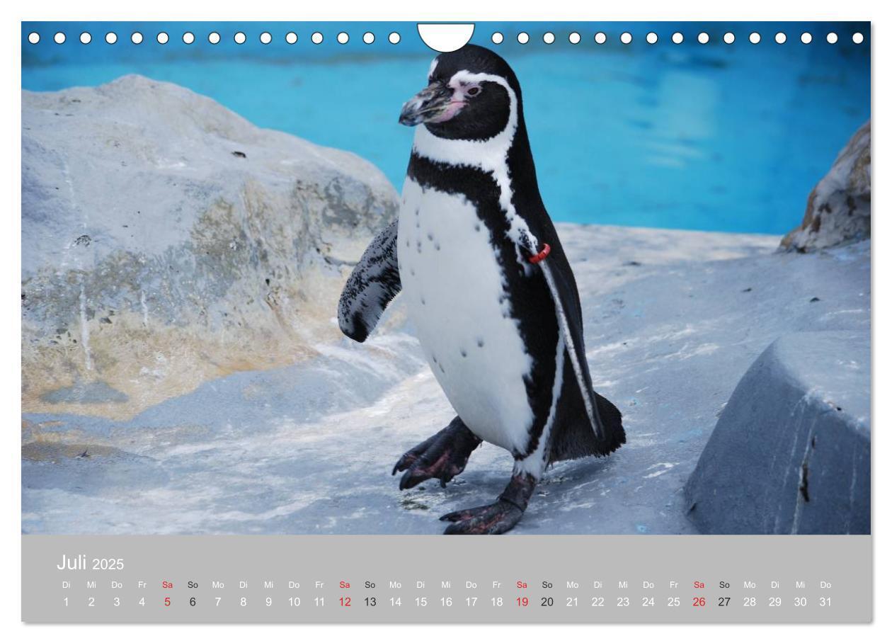 Bild: 9783435790371 | Pinguine 2025 (Wandkalender 2025 DIN A4 quer), CALVENDO Monatskalender