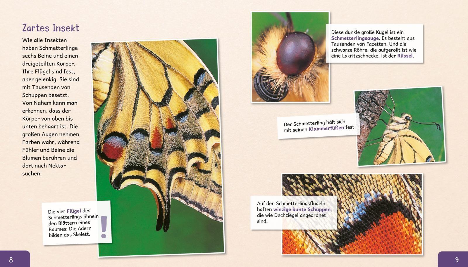 Bild: 9783480236206 | Meine große Tierbibliothek: Der Schmetterling | Valérie Tracqui | Buch