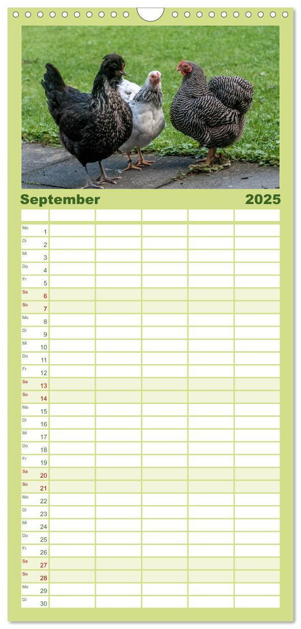 Bild: 9783457116302 | Familienplaner 2025 - Gartenhühner mit 5 Spalten (Wandkalender, 21...