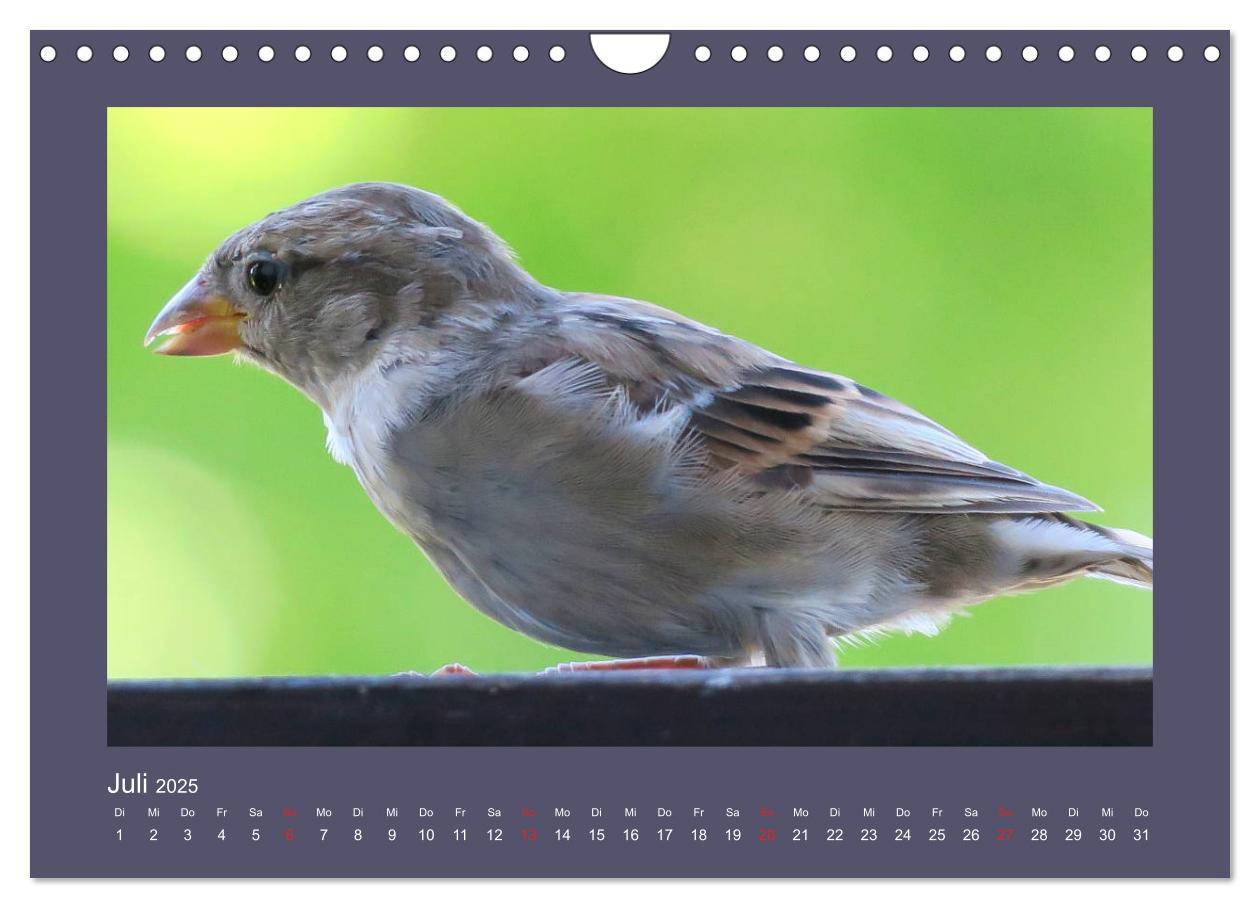 Bild: 9783435206049 | Vogelporträts - Heimische Vögel auf meinem Balkon (Wandkalender...