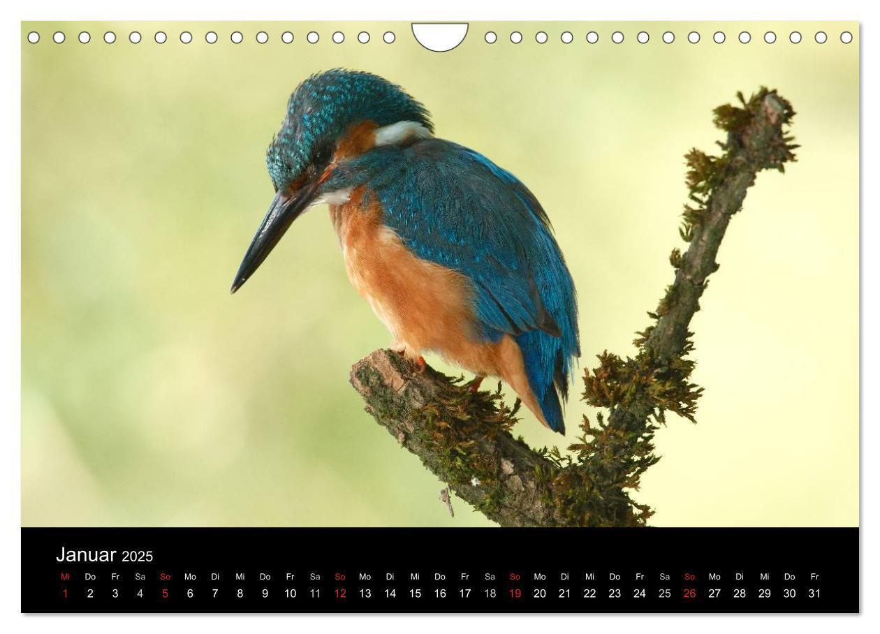 Bild: 9783435501229 | Der Eisvogel...fliegendes Juwel (Wandkalender 2025 DIN A4 quer),...