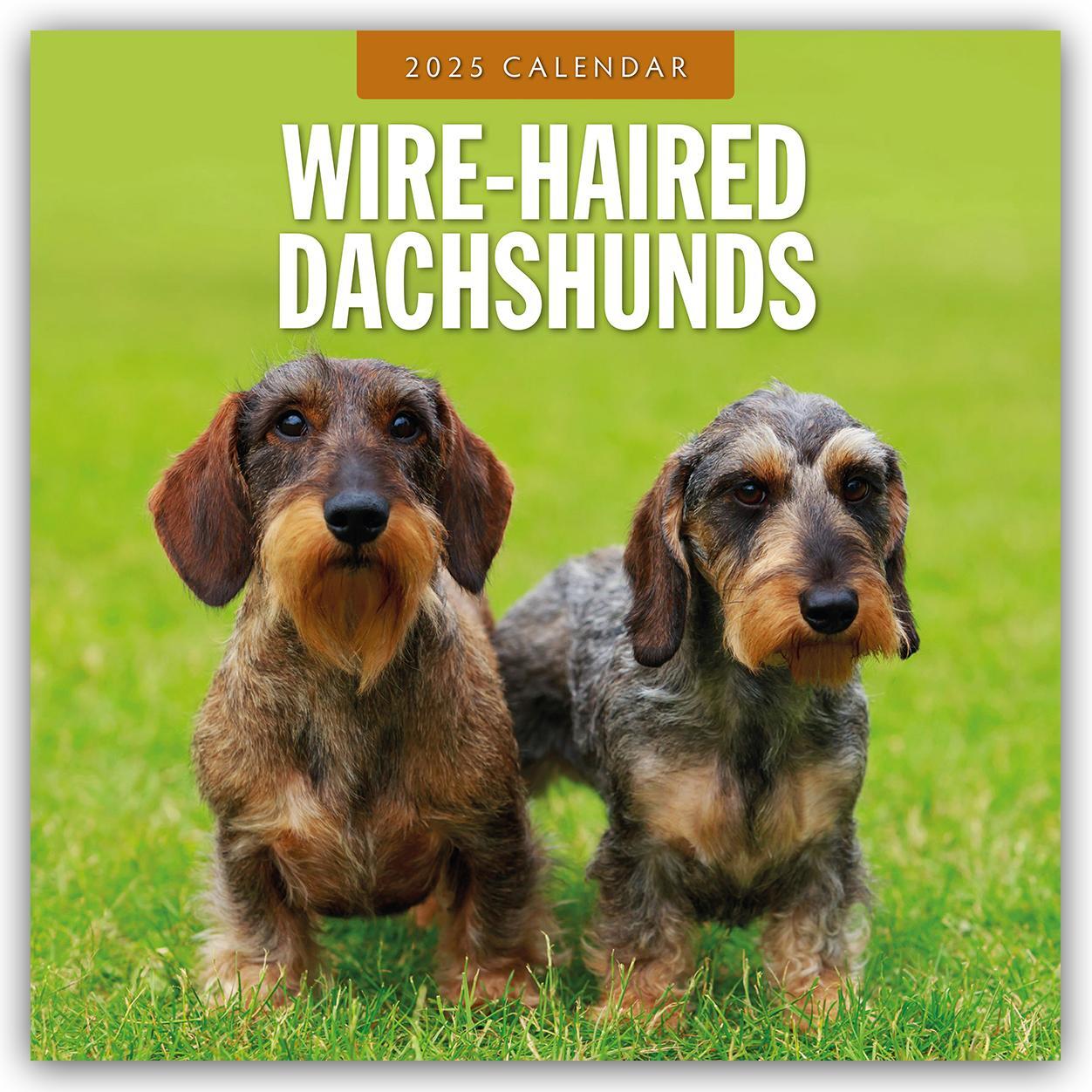 Cover: 9781804425251 | Wire-Haired Dachshunds - Rauhaardackel 2025 - 16-Monatskalender | Red