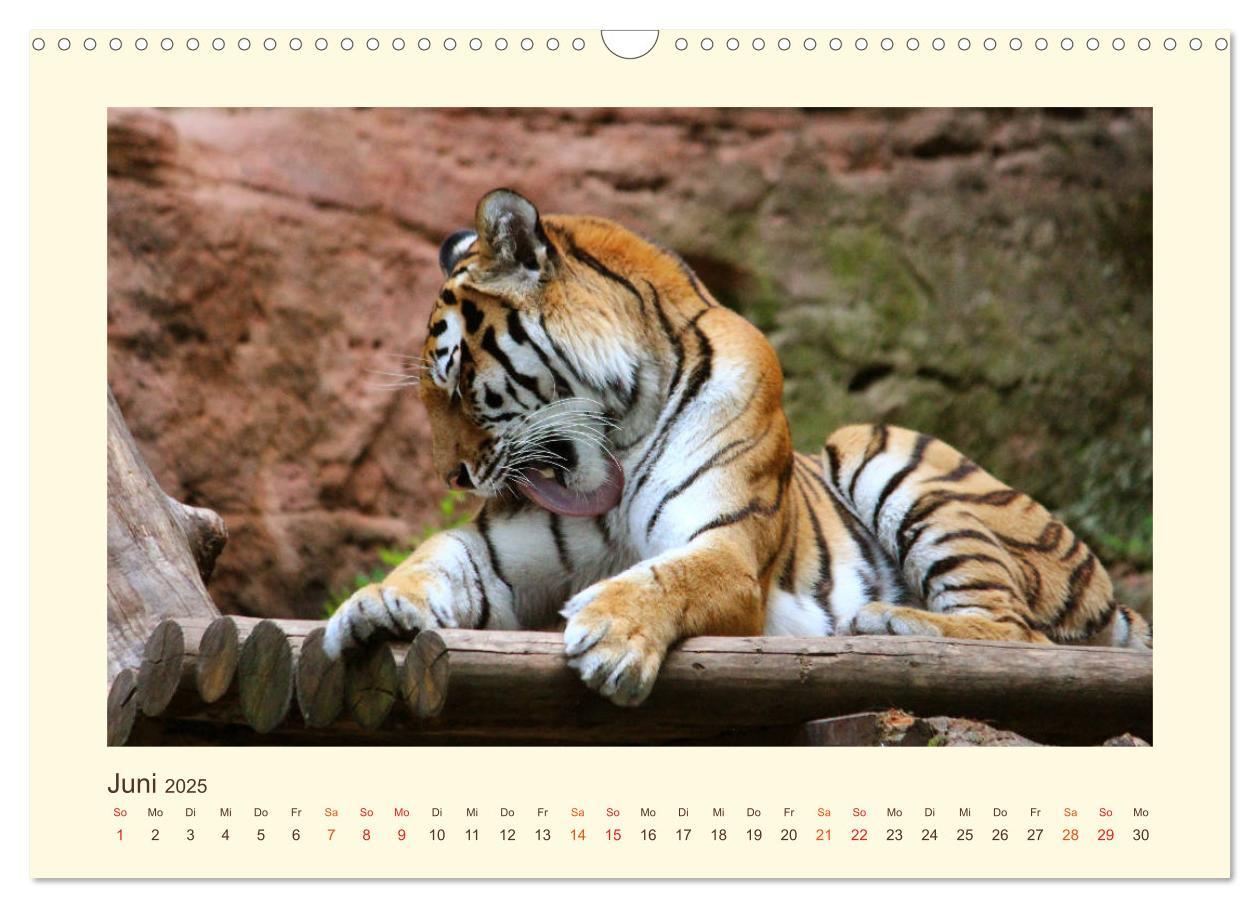 Bild: 9783435449033 | Sibirische Tigerportraits (Wandkalender 2025 DIN A3 quer), CALVENDO...