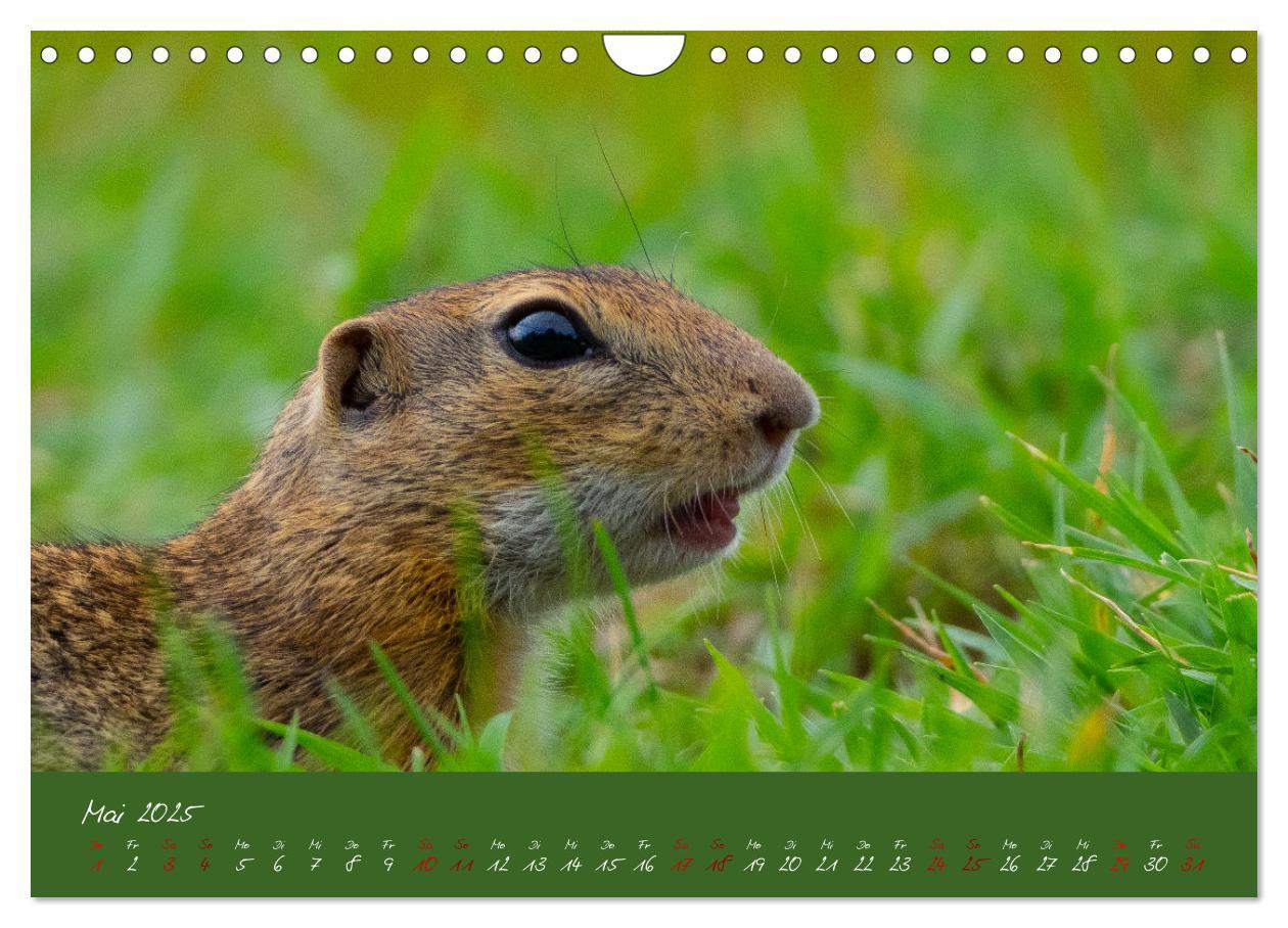 Bild: 9783383861154 | Ziesel auf Augenhöhe (Wandkalender 2025 DIN A4 quer), CALVENDO...