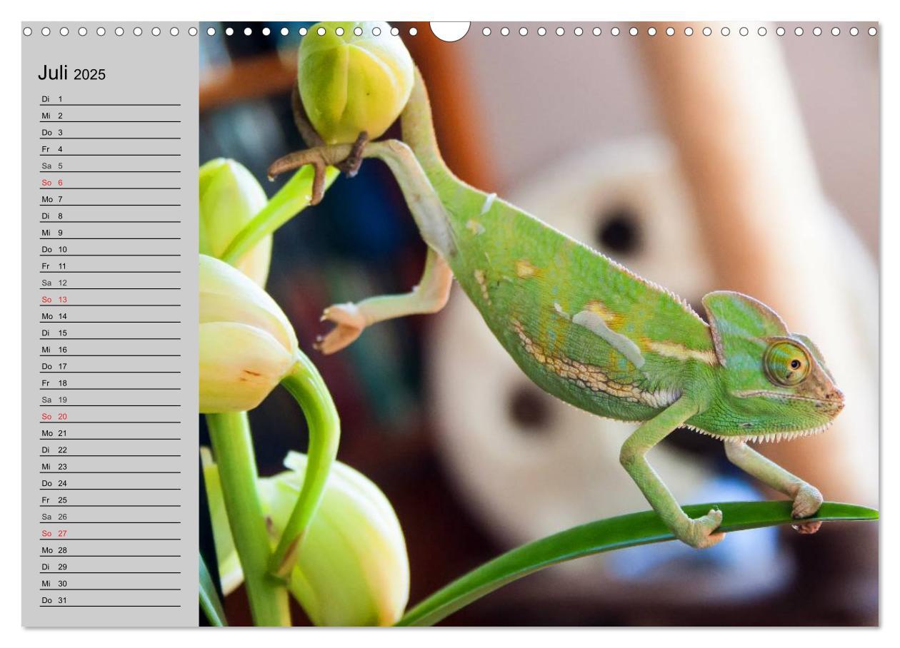 Bild: 9783435529261 | Kaltes Blut. Faszination Reptilien (Wandkalender 2025 DIN A3 quer),...