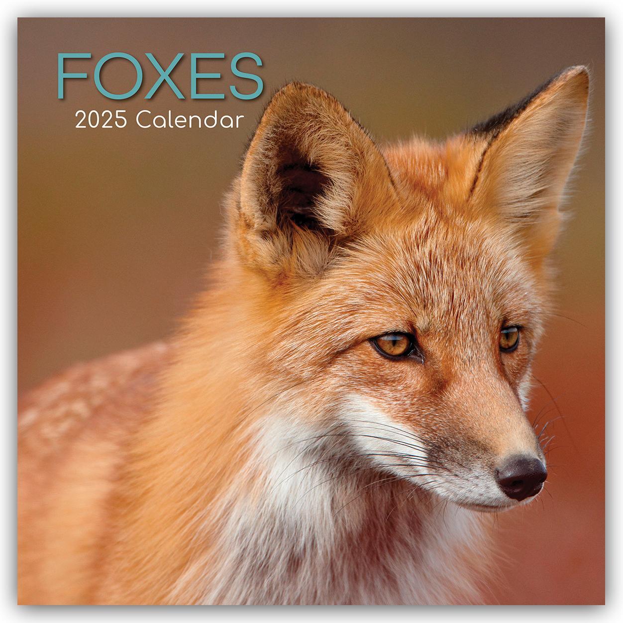 Cover: 9781835360491 | Foxes - Füchse 2025 - 16-Monatskalender | The Gifted | Kalender | 2025