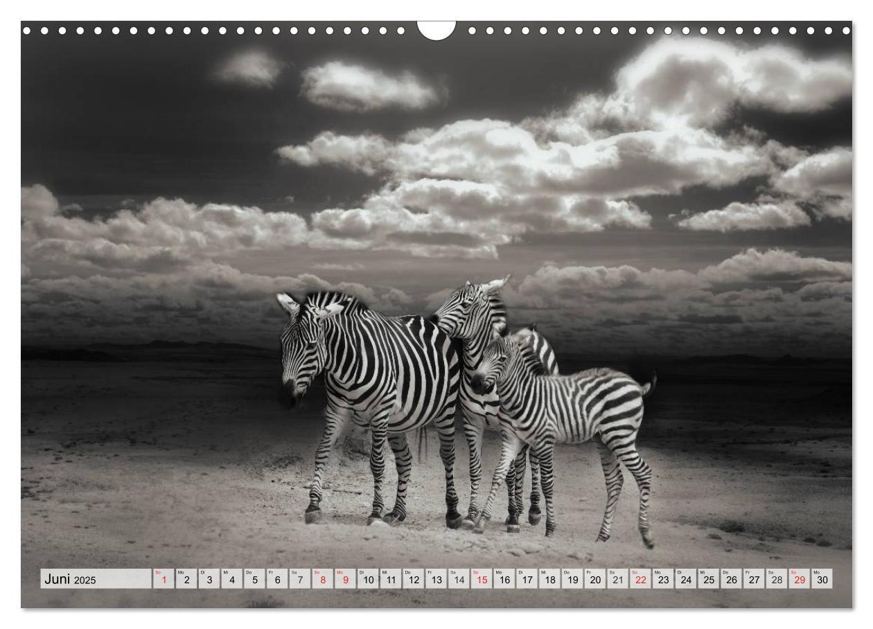 Bild: 9783435600113 | Wilde Tiere in schwarz-weiß (Wandkalender 2025 DIN A3 quer),...