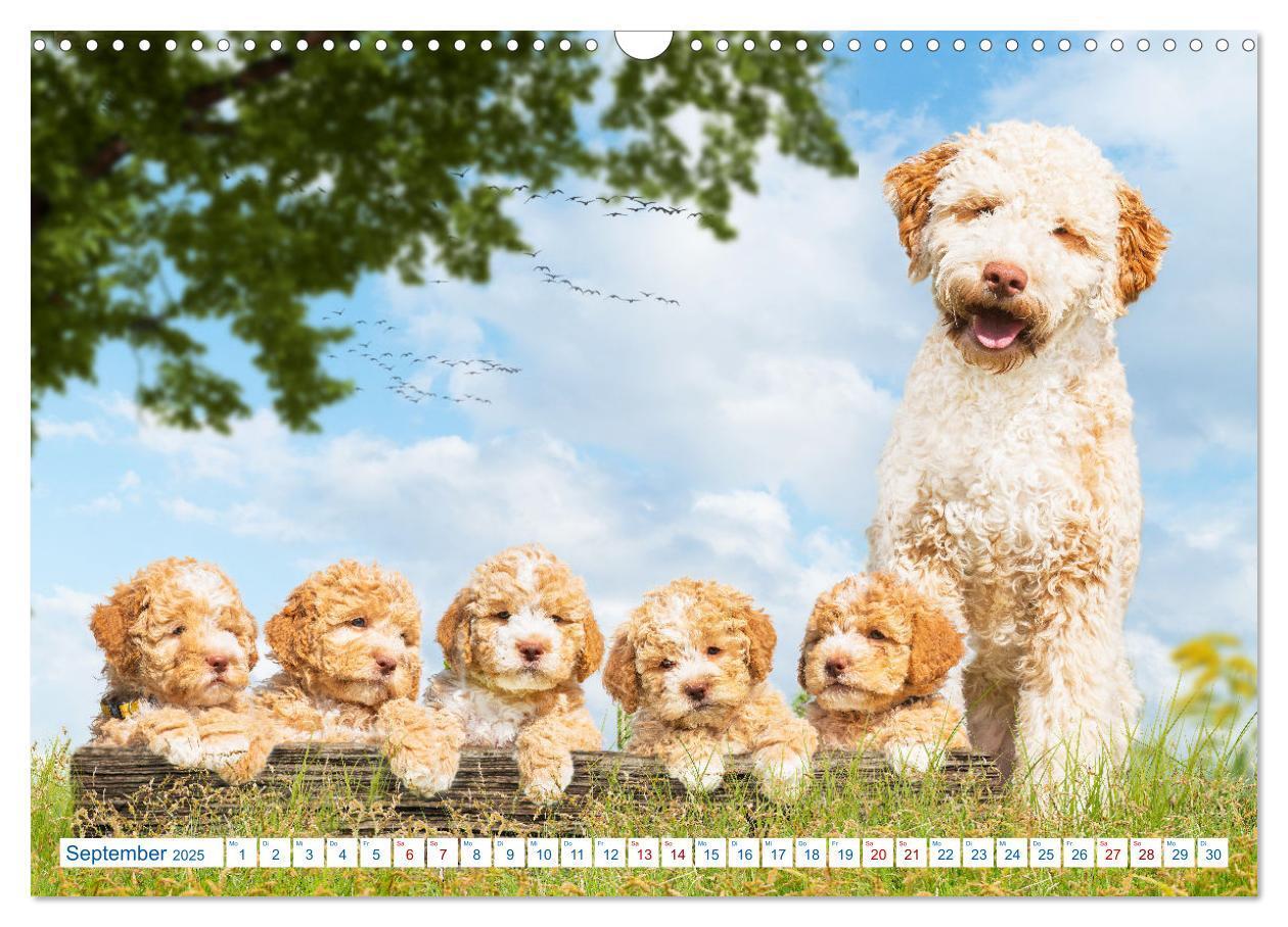 Bild: 9783435028313 | Lagotto Romagnolo - Bilder aus der Kinderstube (Wandkalender 2025...