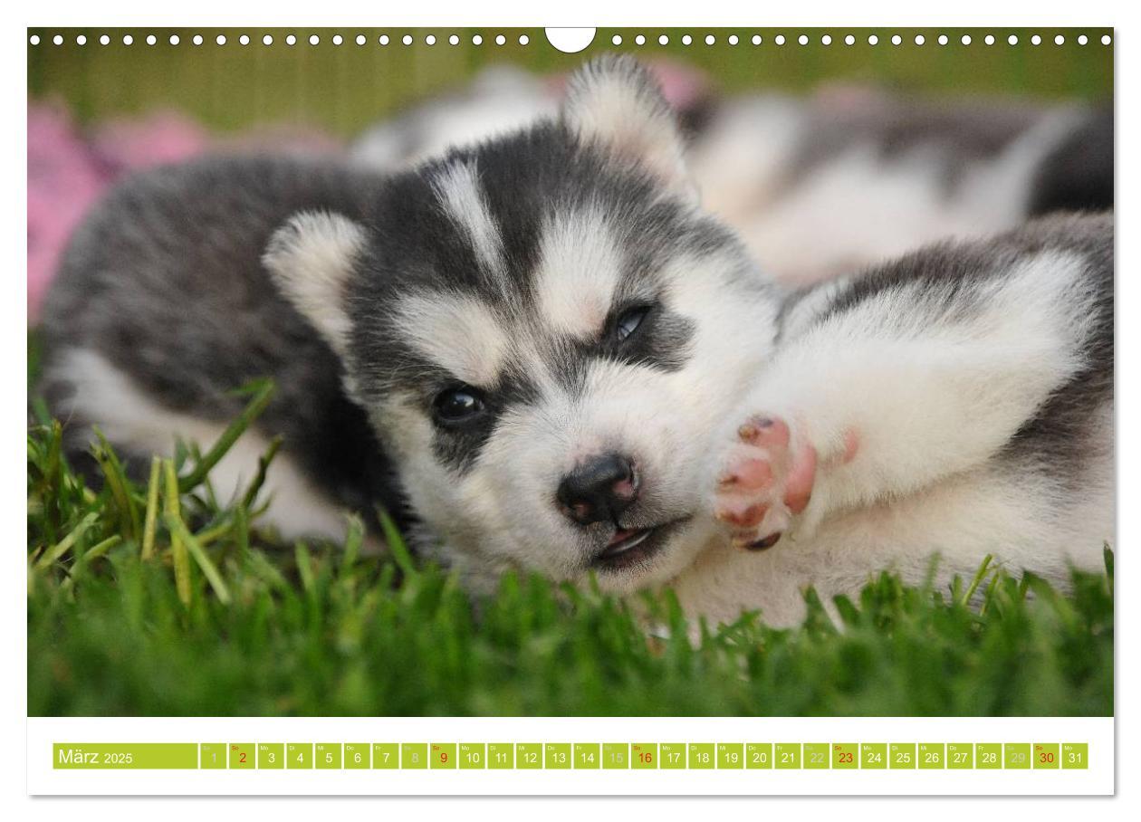 Bild: 9783435747856 | Siberian Husky - der Urtyp (Wandkalender 2025 DIN A3 quer),...