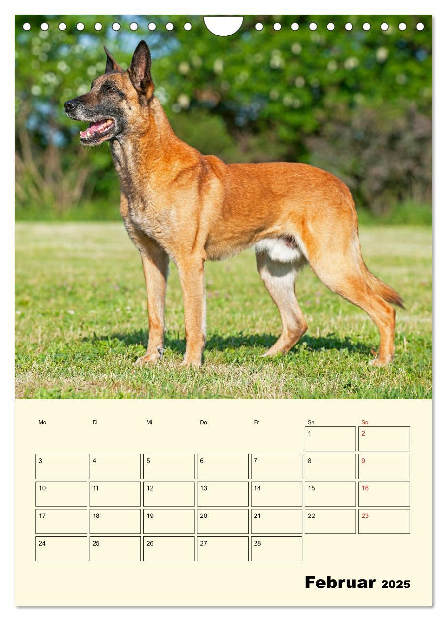 Bild: 9783435959143 | Familienplaner Tausendsassa Malinois (Wandkalender 2025 DIN A4...