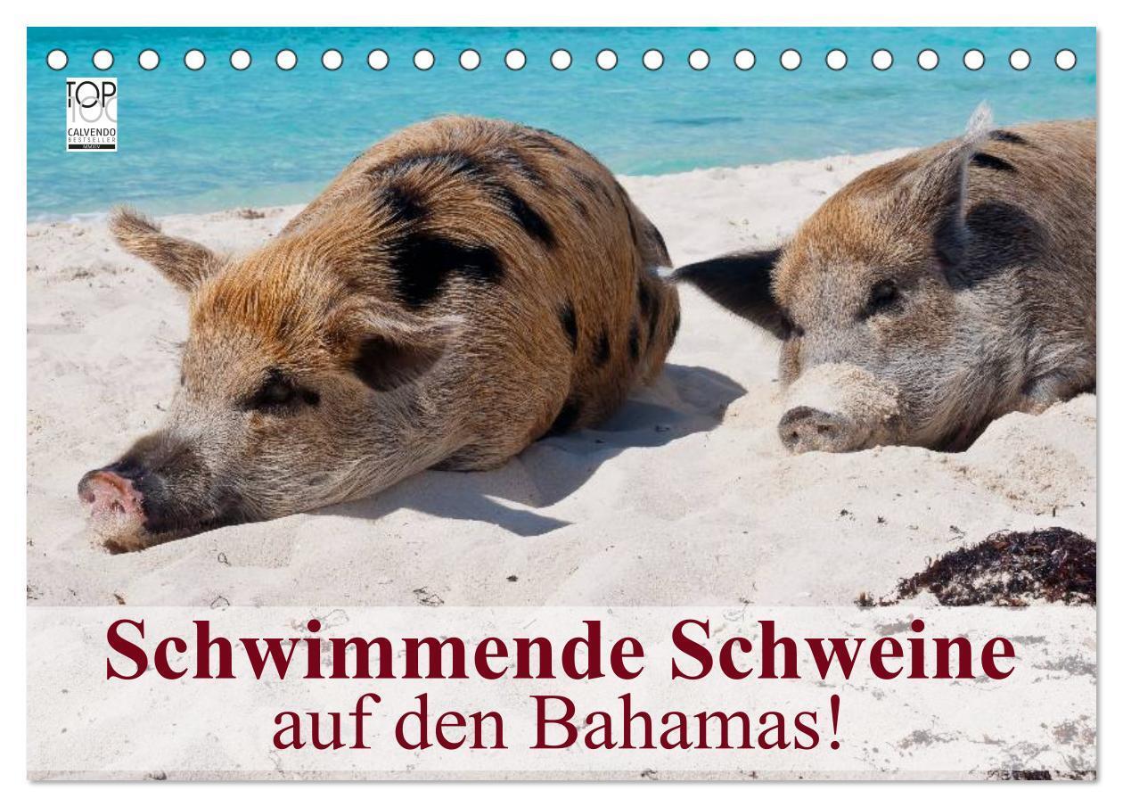 Cover: 9783435738816 | Schwimmende Schweine auf den Bahamas! (Tischkalender 2025 DIN A5...