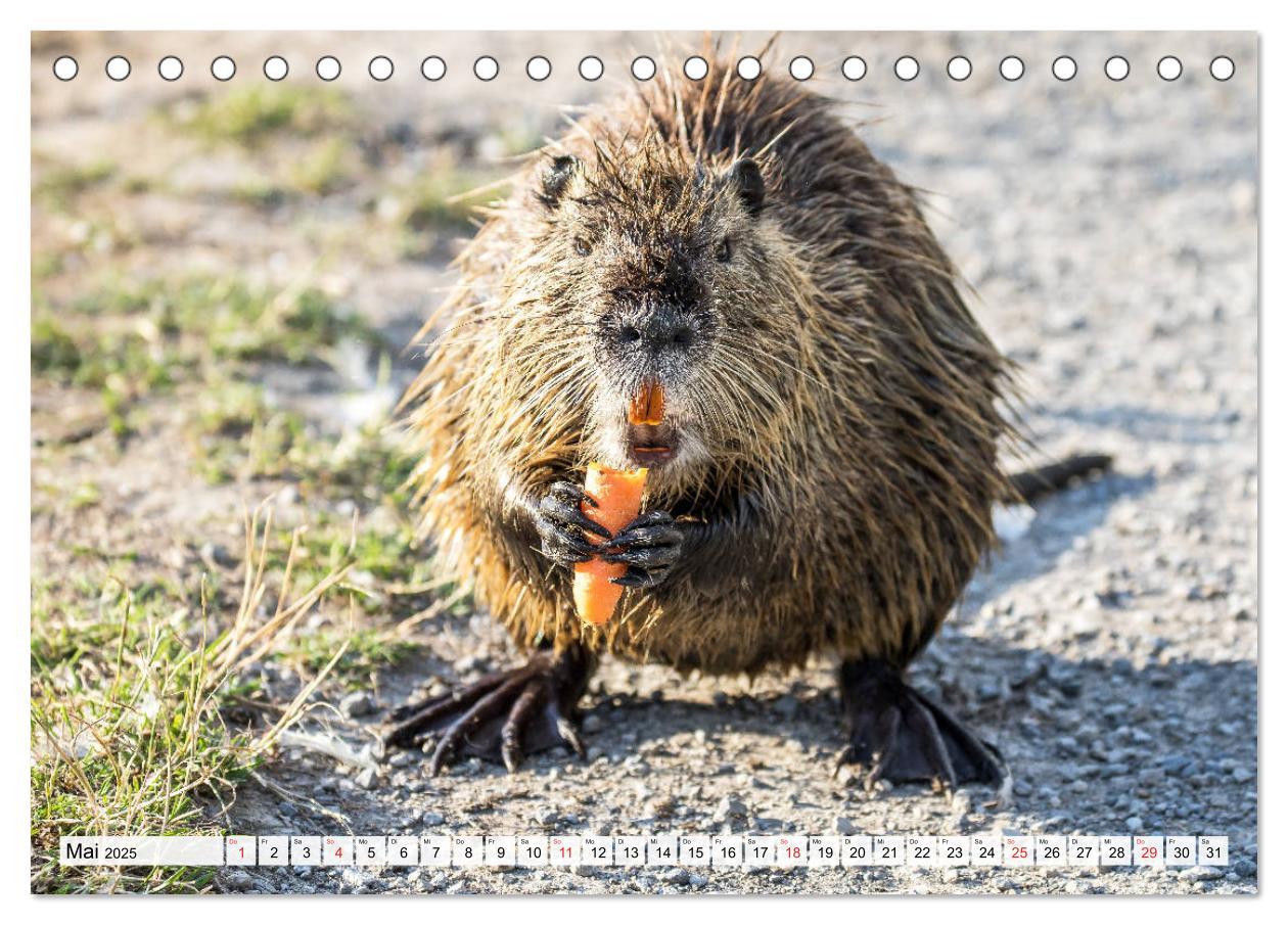 Bild: 9783435312436 | NUTRIA mit Nachwuchs (Tischkalender 2025 DIN A5 quer), CALVENDO...