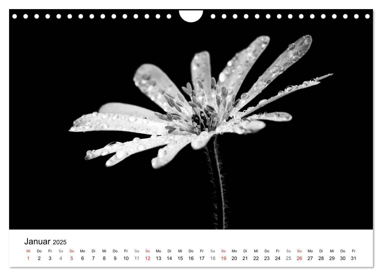 Bild: 9783435643356 | Blumen 2025, Schwarz-Weiß (Wandkalender 2025 DIN A4 quer), CALVENDO...