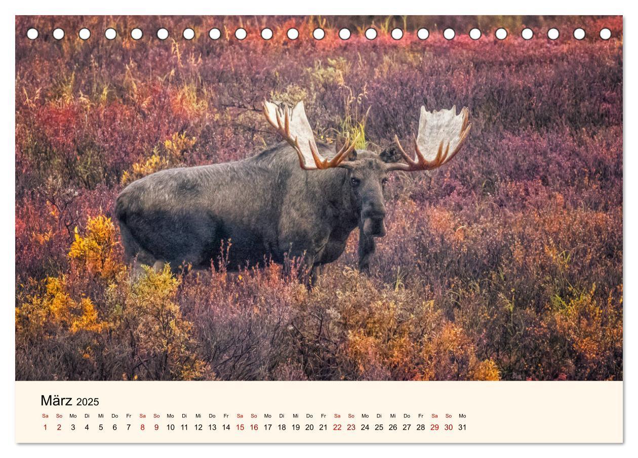 Bild: 9783435129089 | Der Elch - König des Nordens (Tischkalender 2025 DIN A5 quer),...