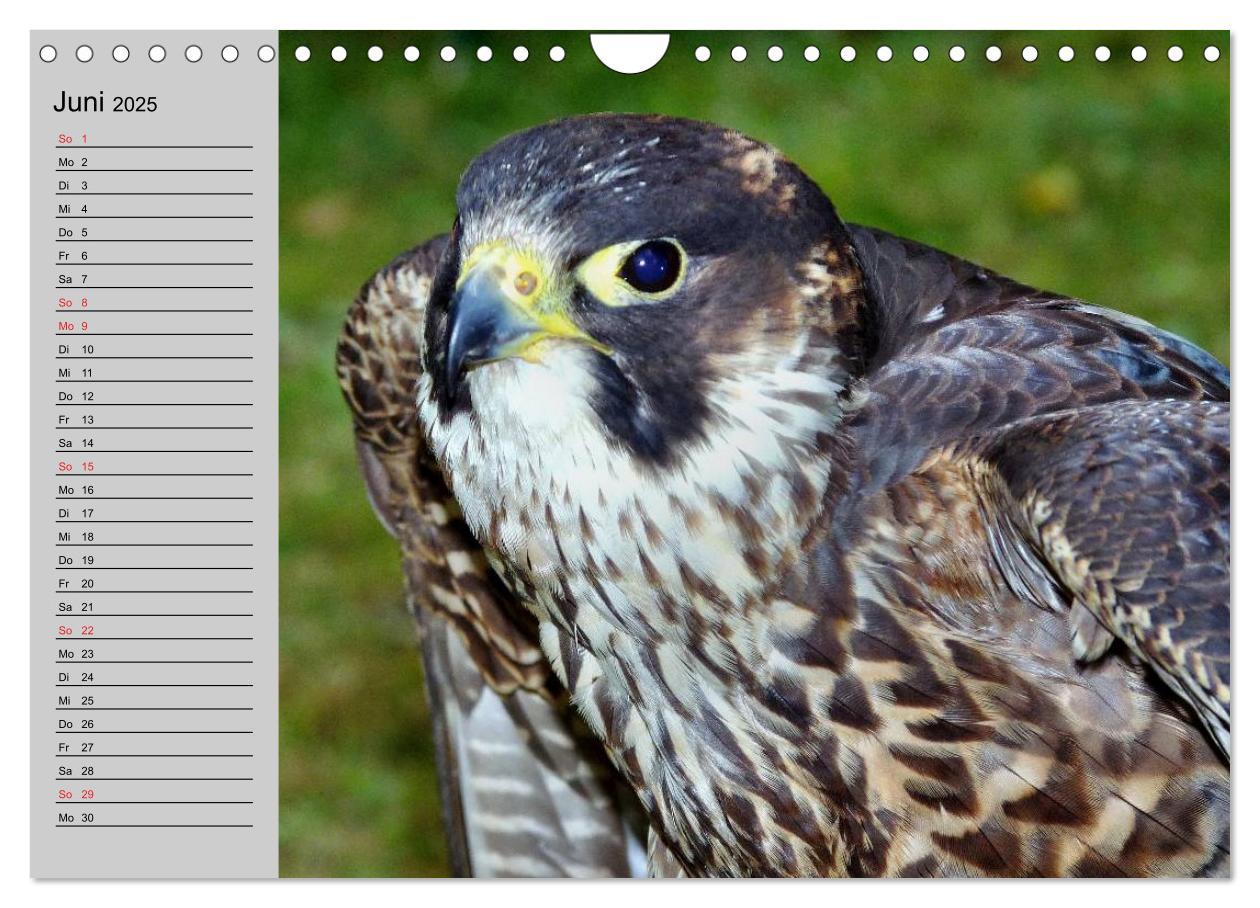 Bild: 9783435549535 | Falken und Greifvögel - Edle Jäger (Wandkalender 2025 DIN A4 quer),...