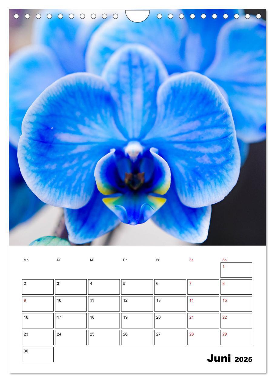 Bild: 9783435977833 | Orchideen - Tropische Schönheiten (Wandkalender 2025 DIN A4 hoch),...