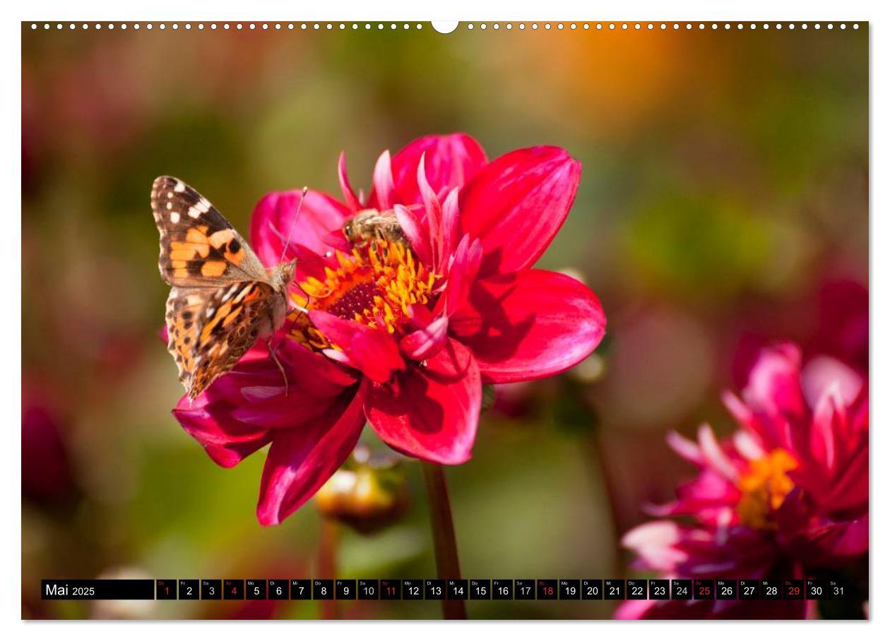 Bild: 9783435663316 | Dahlia - Dahlien (Wandkalender 2025 DIN A2 quer), CALVENDO...