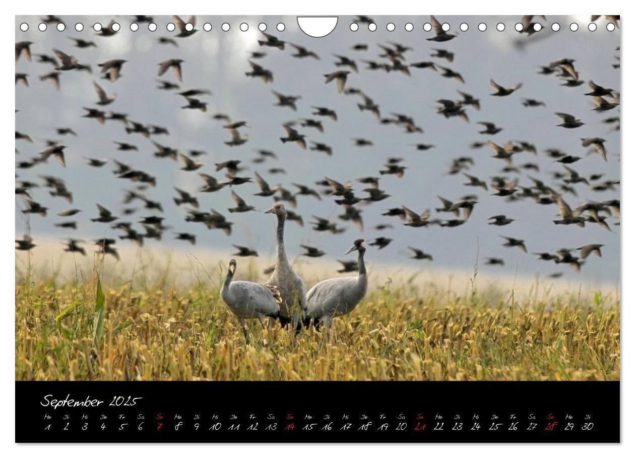 Bild: 9783435817054 | Kraniche - Vögel des Glücks (Wandkalender 2025 DIN A4 quer),...