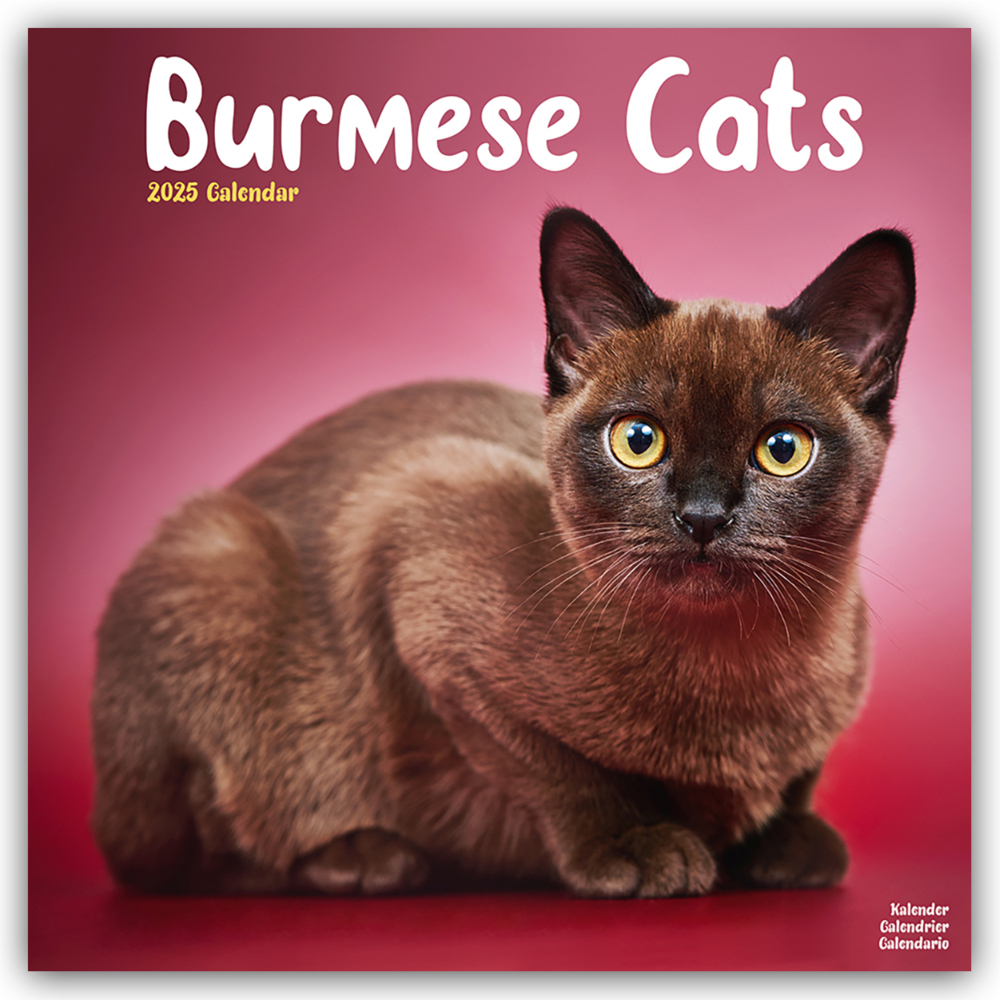 Cover: 9781804604250 | Burmese Cats - Burma Katzen 2025 - 16-Monatskalender | Publishing