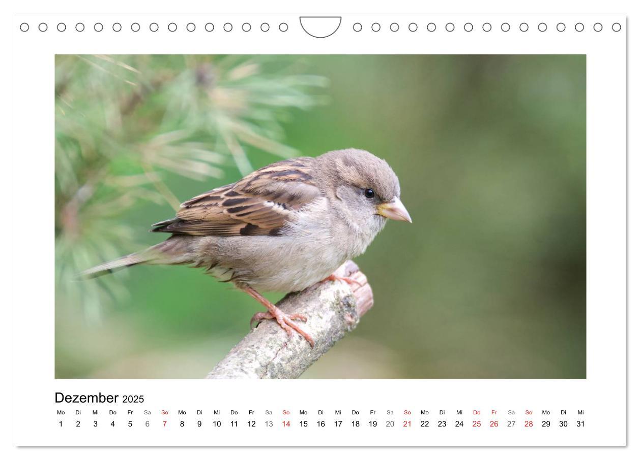 Bild: 9783435705306 | Artisten in Federn - Vögel unserer Gärten (Wandkalender 2025 DIN A4...