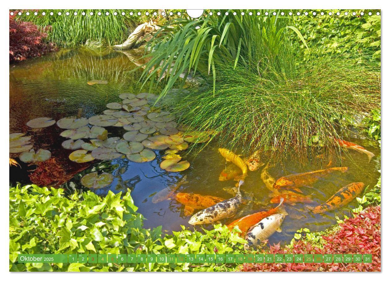 Bild: 9783435129263 | Koi: Juwelen im Teich (Wandkalender 2025 DIN A3 quer), CALVENDO...