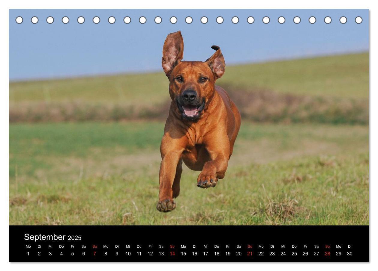 Bild: 9783435758890 | Rhodesian Ridgeback 2025 (Tischkalender 2025 DIN A5 quer), CALVENDO...