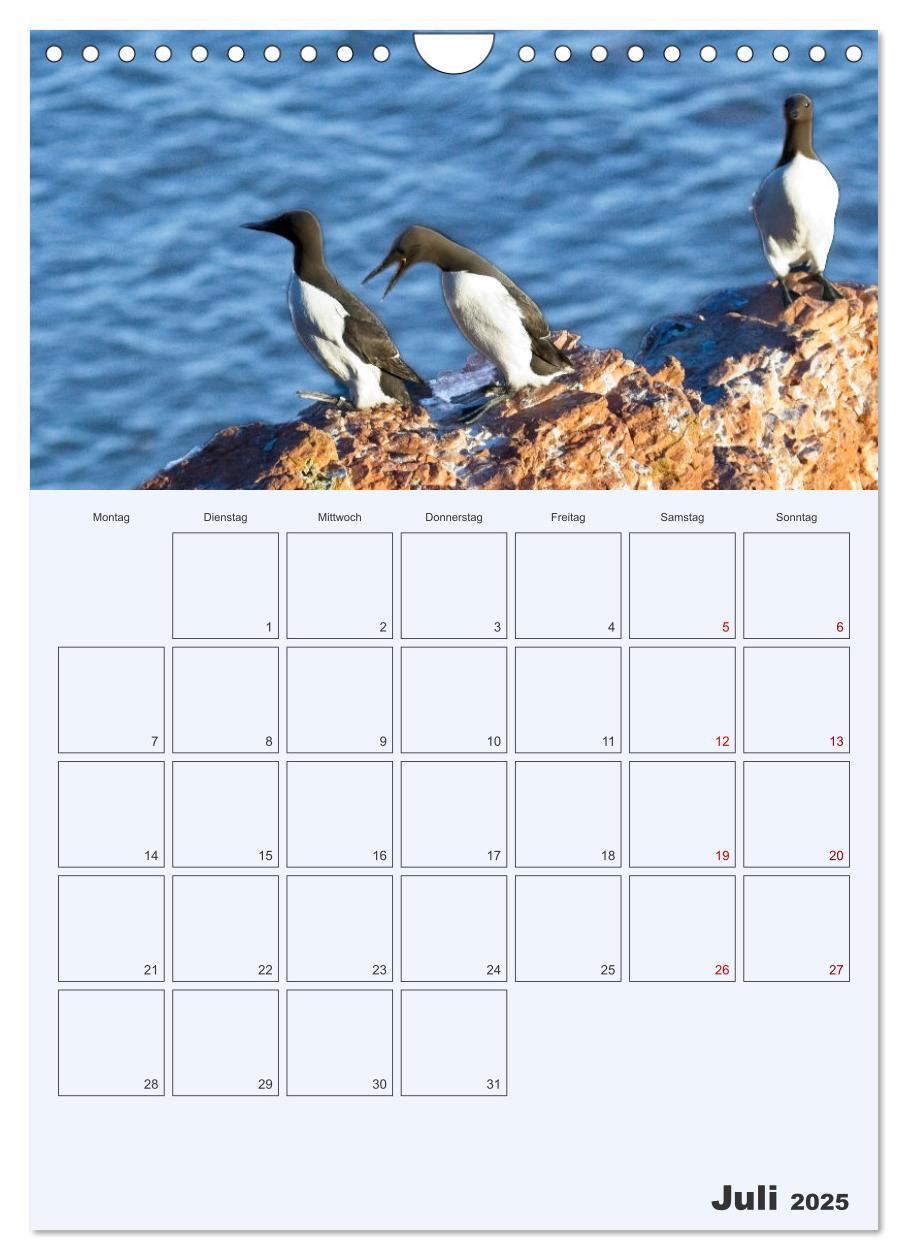 Bild: 9783435869565 | Wildes Leben auf Helgoland (Wandkalender 2025 DIN A4 hoch),...