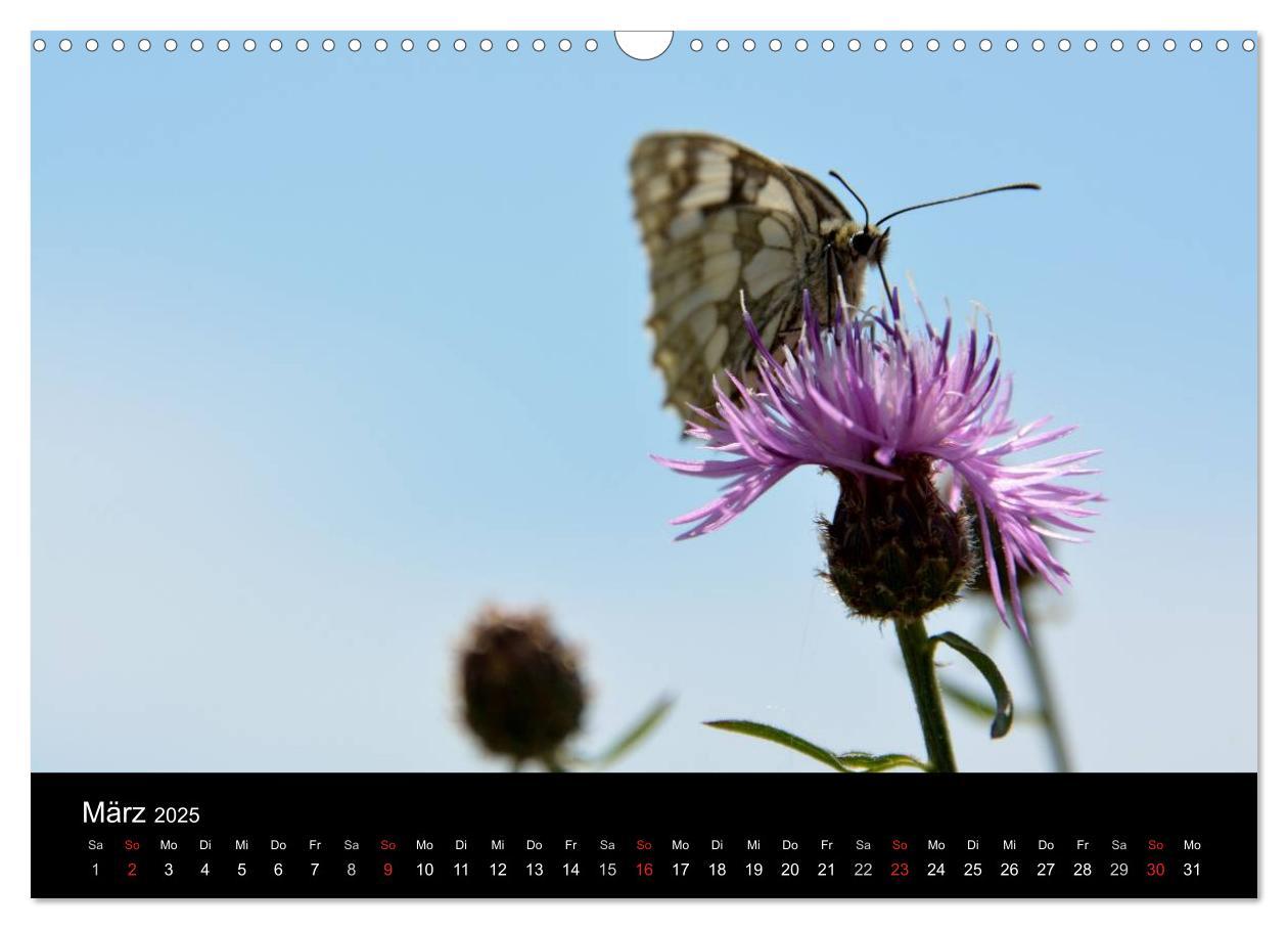 Bild: 9783435502585 | Schmetterlinge in Deutschland (Wandkalender 2025 DIN A3 quer),...