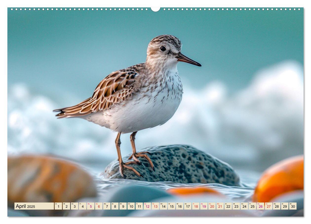 Bild: 9783383768415 | Strandläufer - immer flink unterwegs (Wandkalender 2025 DIN A2...