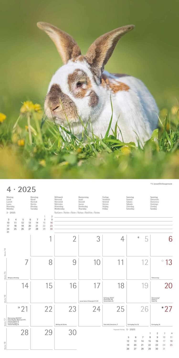 Bild: 4251732340766 | Kaninchen 2025 - Broschürenkalender 30x30 cm (30x60 geöffnet) -...