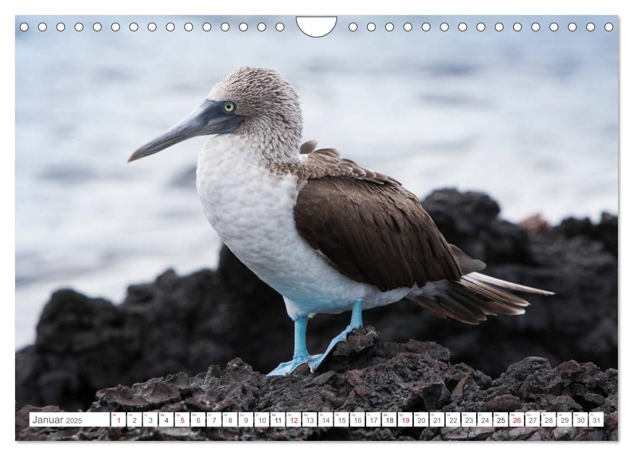 Bild: 9783435630684 | Galapagos. Verzauberte Inseln (Wandkalender 2025 DIN A4 quer),...