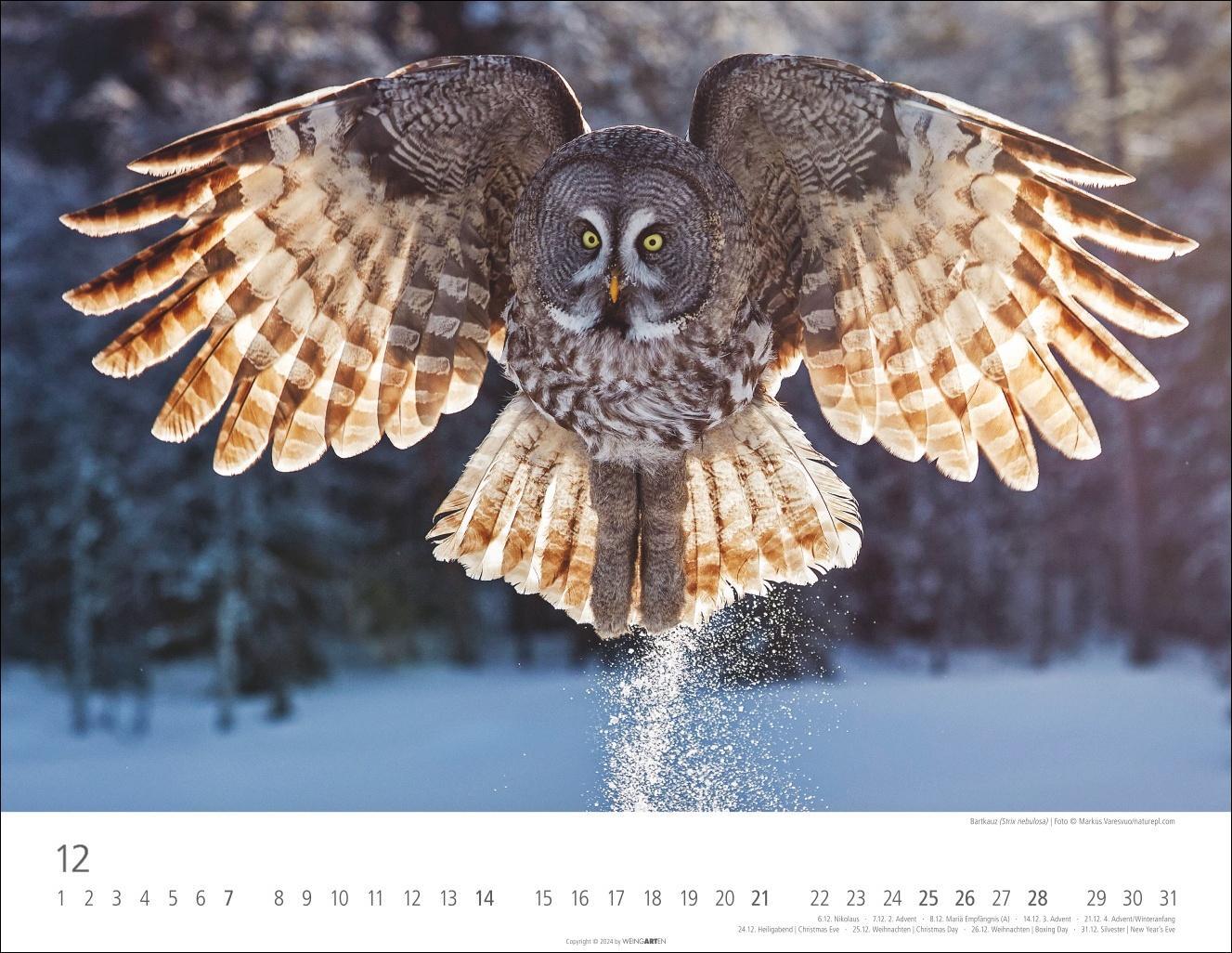 Bild: 9783839900390 | Eulen Kalender 2025 | Kalender | Spiralbindung | 14 S. | Deutsch