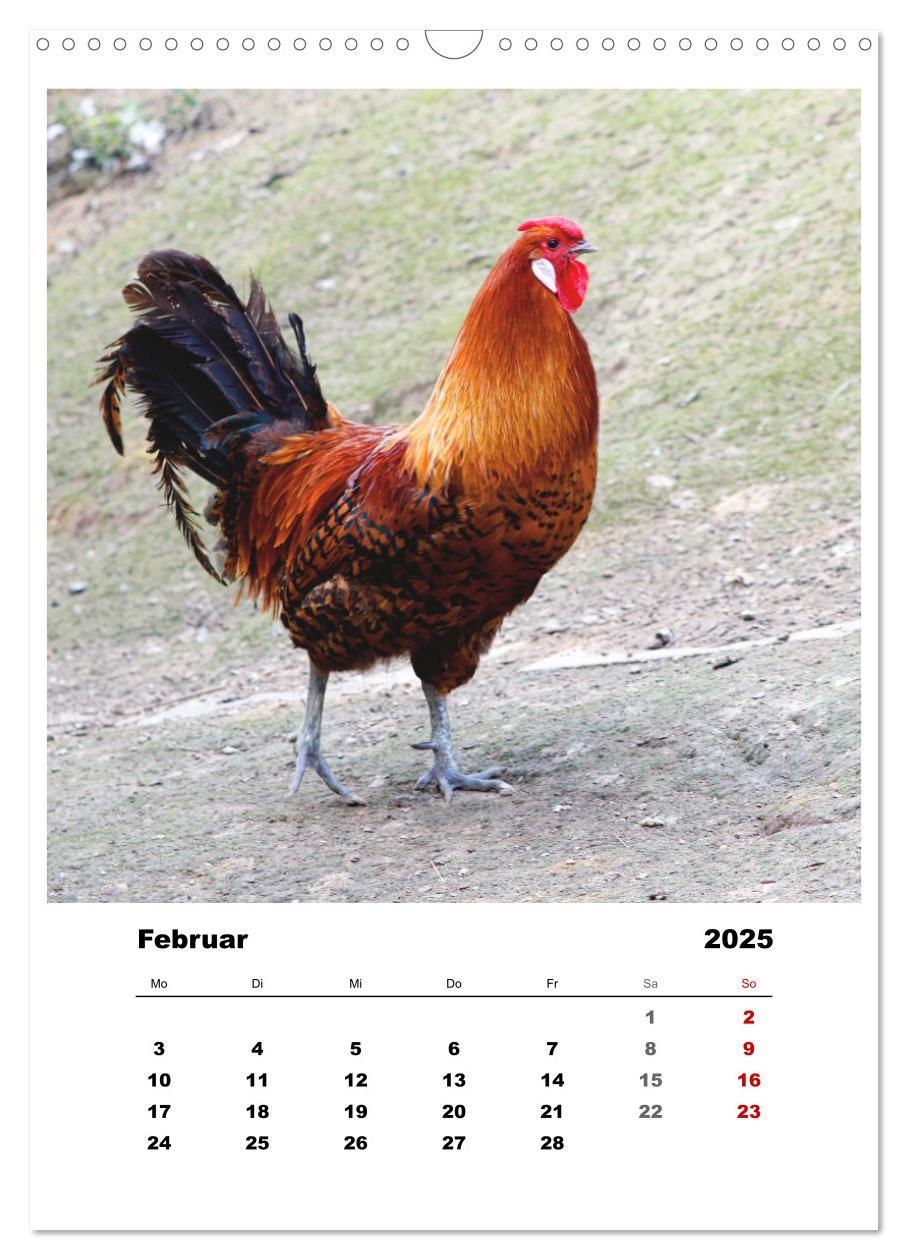 Bild: 9783435927937 | Bauernhoftiere, ganz nah dran (Wandkalender 2025 DIN A3 hoch),...