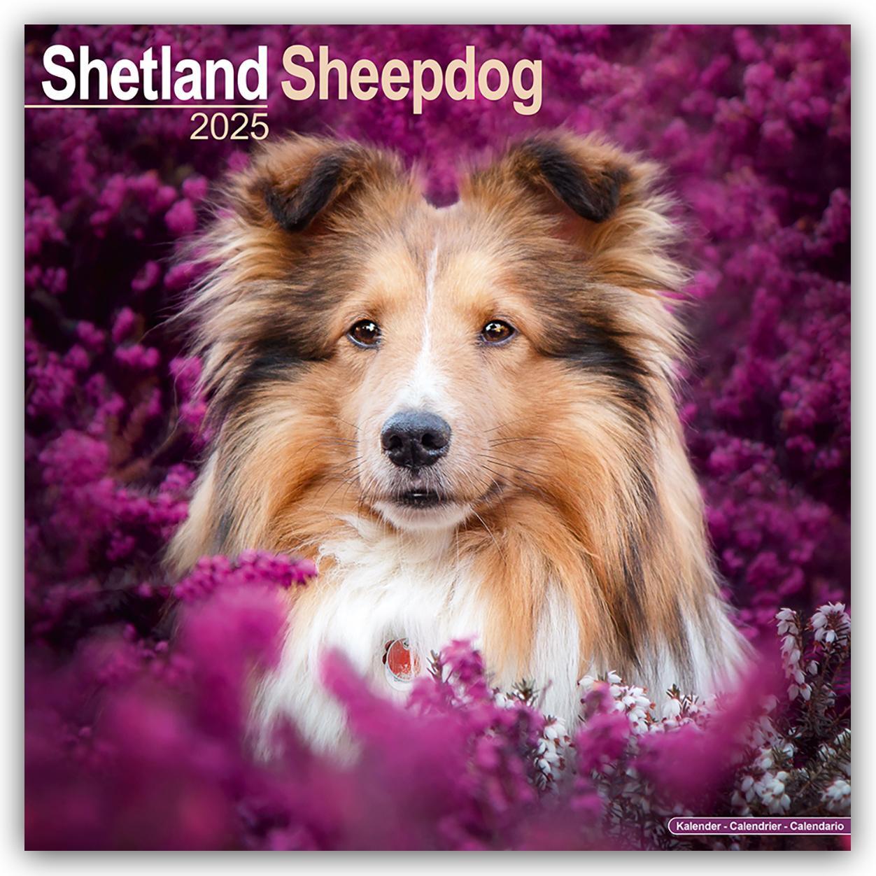 Cover: 9781804603895 | Shetland Sheepdog - Shelties 2025 - 16-Monatskalender | Ltd | Kalender