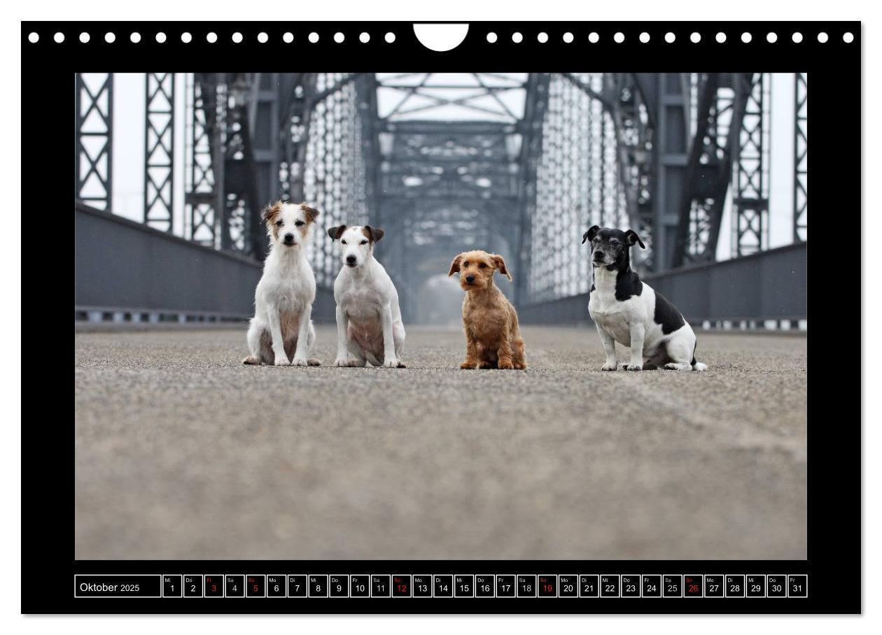 Bild: 9783435758555 | Parson Russell Terrier (Wandkalender 2025 DIN A4 quer), CALVENDO...