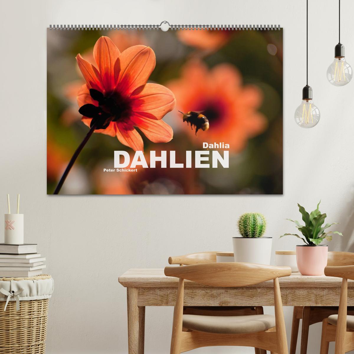 Bild: 9783435663316 | Dahlia - Dahlien (Wandkalender 2025 DIN A2 quer), CALVENDO...