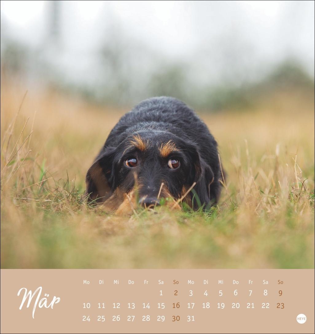 Bild: 9783756407156 | Dackel Postkartenkalender 2025 | Heye | Kalender | Spiralbindung