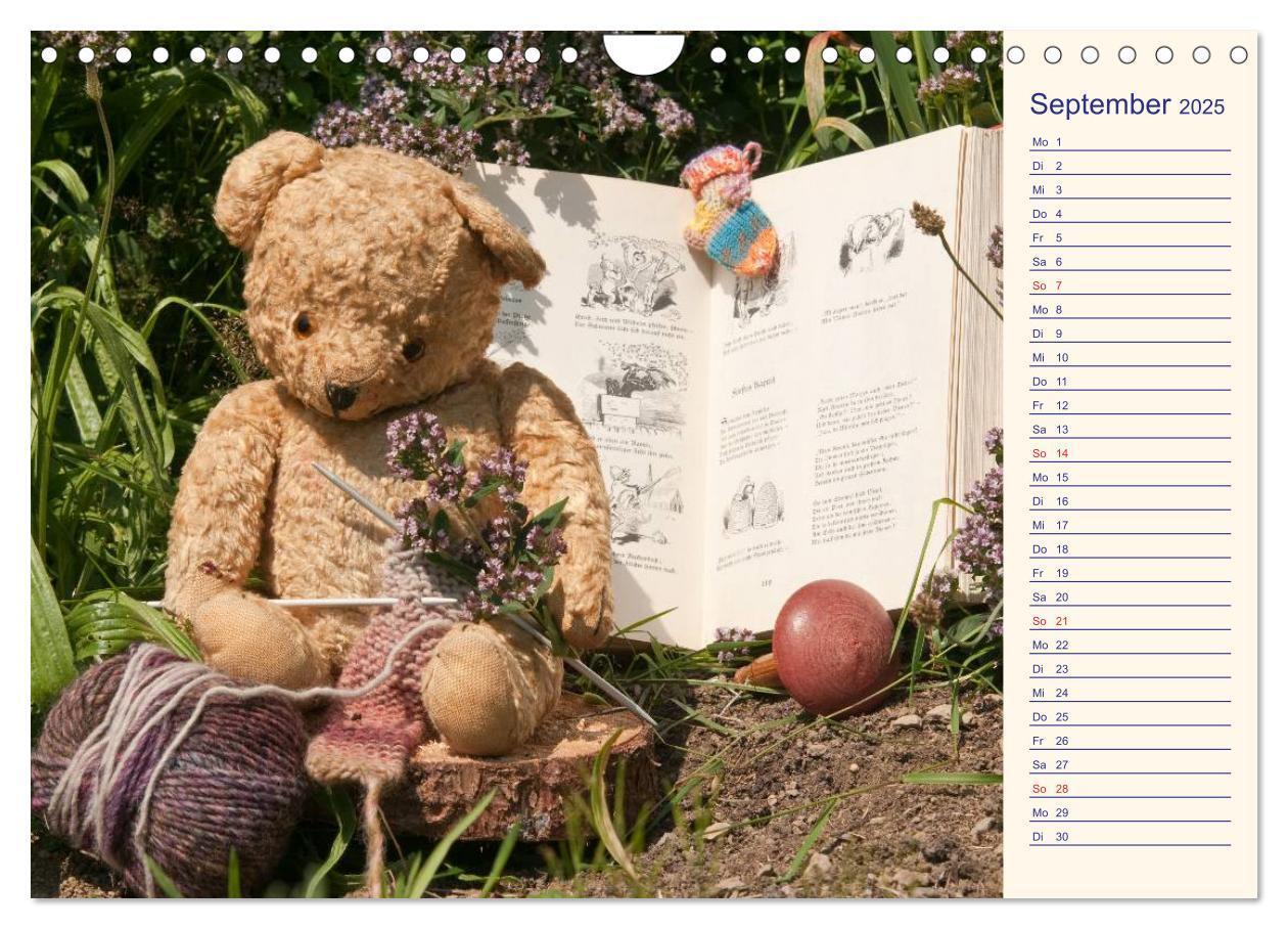 Bild: 9783435508235 | Geliebte Bären - Teddys (Wandkalender 2025 DIN A4 quer), CALVENDO...