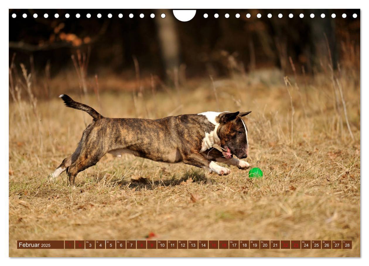 Bild: 9783435405763 | Bullterrier, Powerpakete auf 4 Pfoten (Wandkalender 2025 DIN A4...