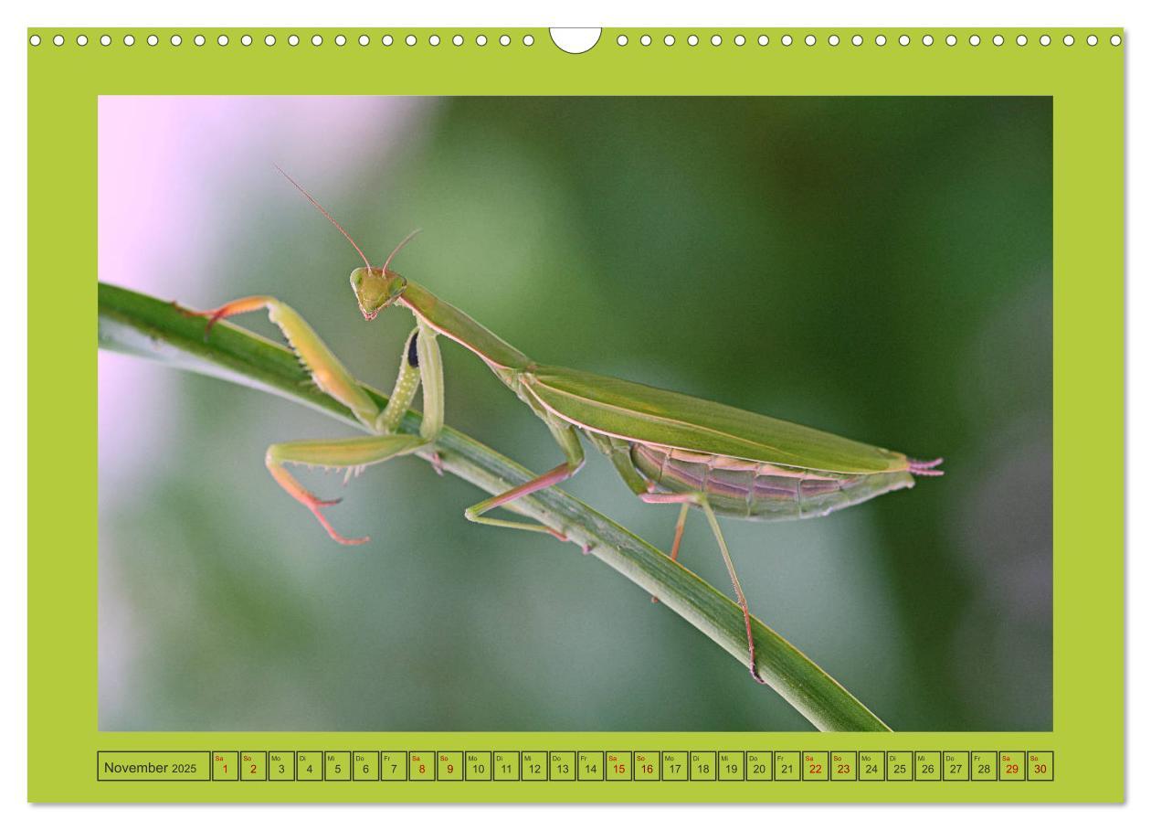 Bild: 9783435150380 | Die Gottesanbeterin Mantis Religiosa (Wandkalender 2025 DIN A3...