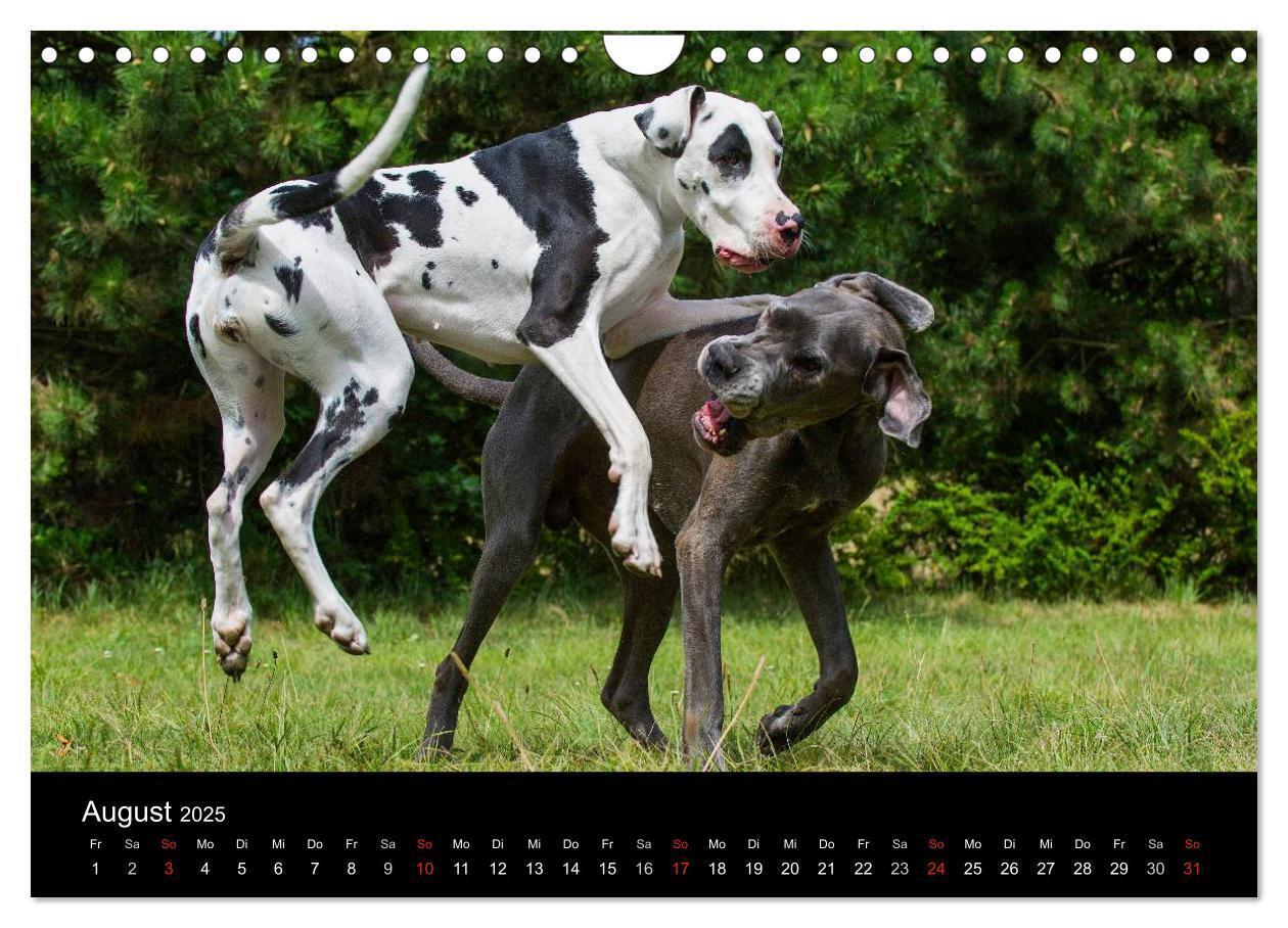 Bild: 9783435762293 | Deutsche Dogge 2025 (Wandkalender 2025 DIN A4 quer), CALVENDO...